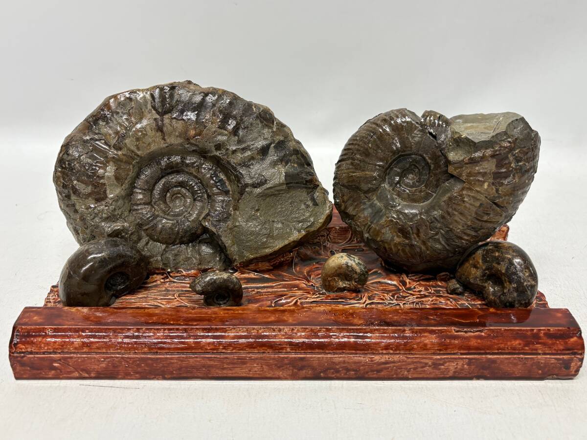 2026年最新】Yahoo!オークション -アンモナイト 置物の中古品・新品