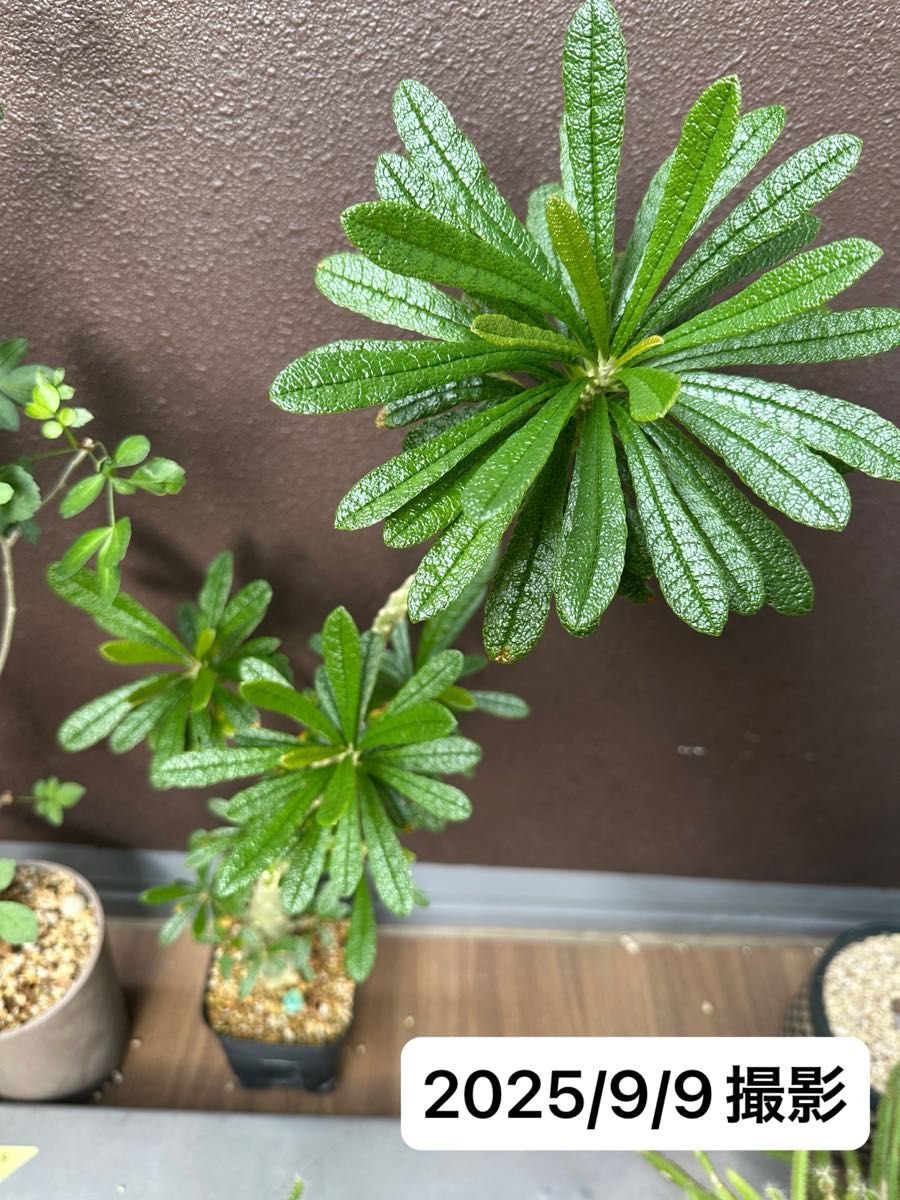 多肉植物・塊根植物フィギュア XS サイズ 6体セット｜Yahoo!フリマ（旧