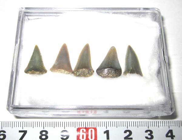 Yahoo!オークション -「ホオジロザメ 歯」の落札相場・落札価格