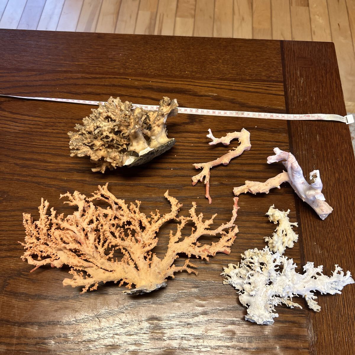 Yahoo!オークション -「桃色珊瑚 原木」の落札相場・落札価格