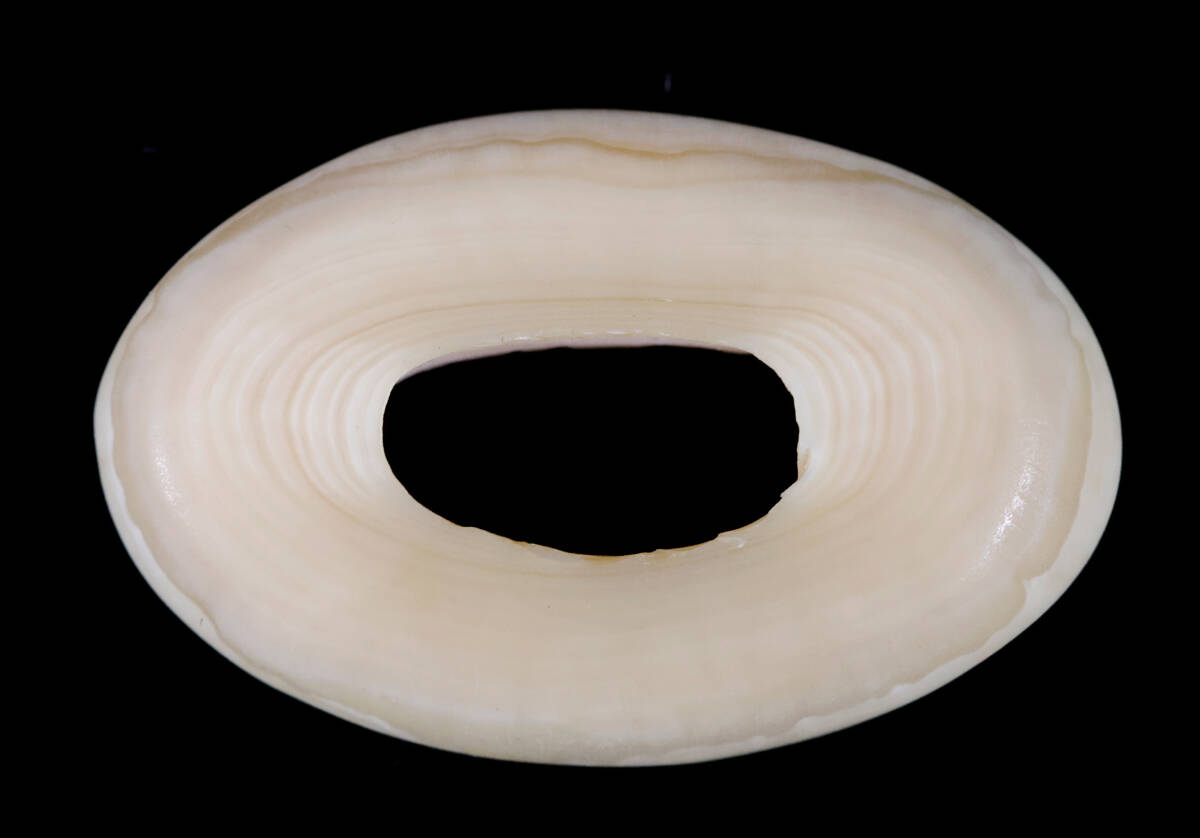 送料無料 レア物 マッコウクジラ 抹香鯨 鯨歯彫刻2体 Yahoo