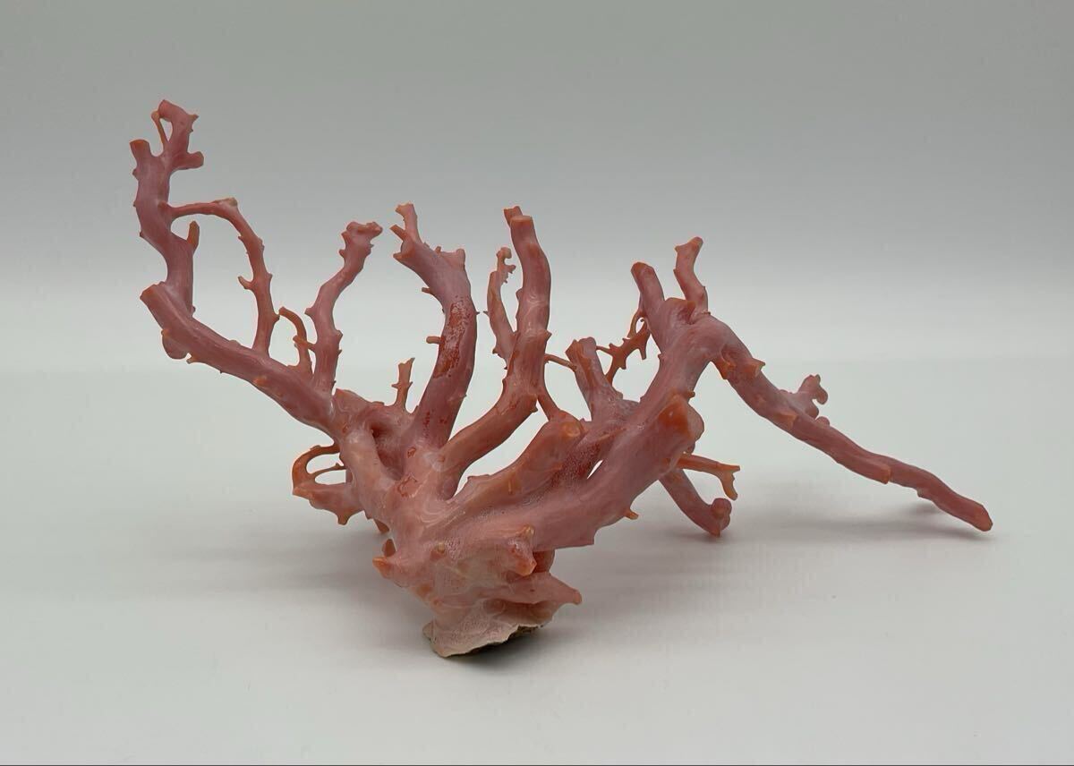 Yahoo!オークション -「ピンク珊瑚原木」の落札相場・落札価格