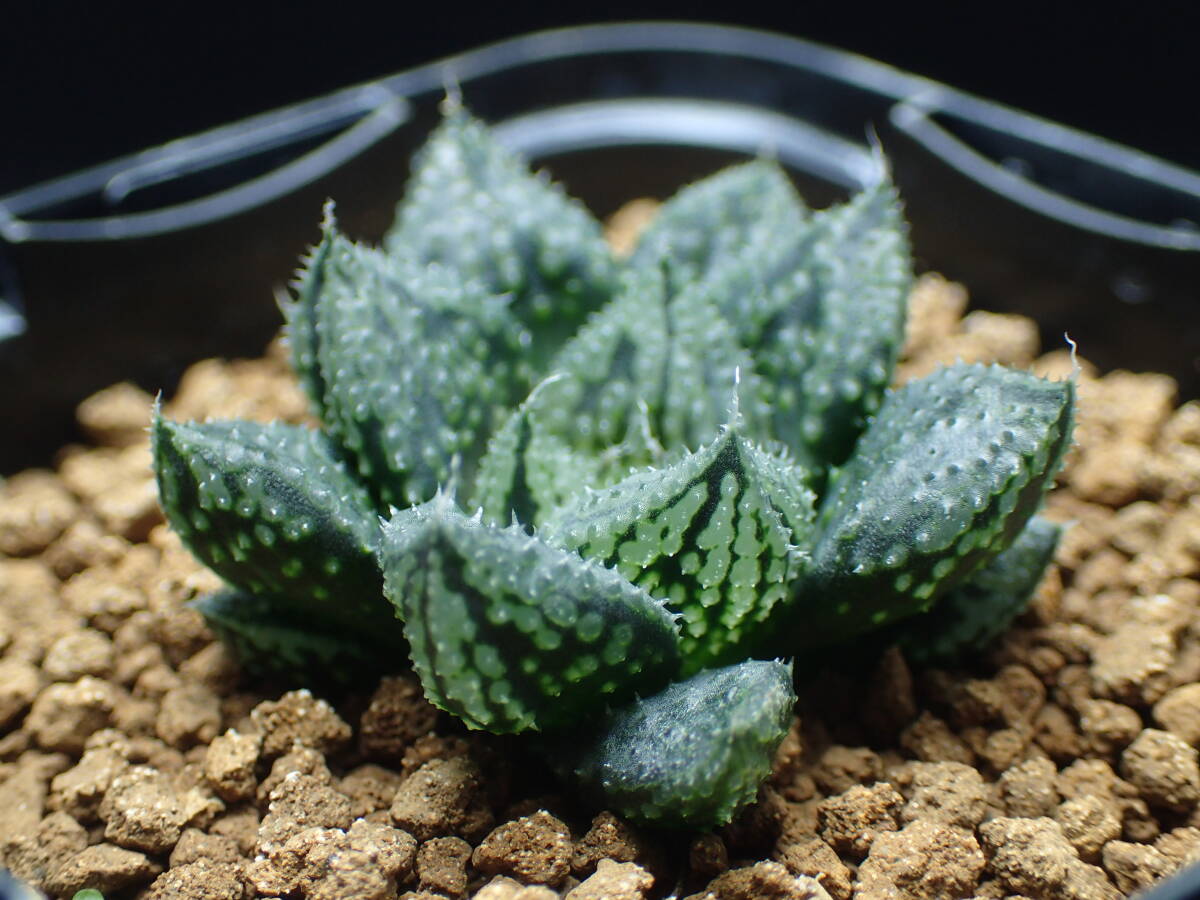 Yahoo!オークション -「ハオルチア 闇の森」(花、園芸) の落札相場