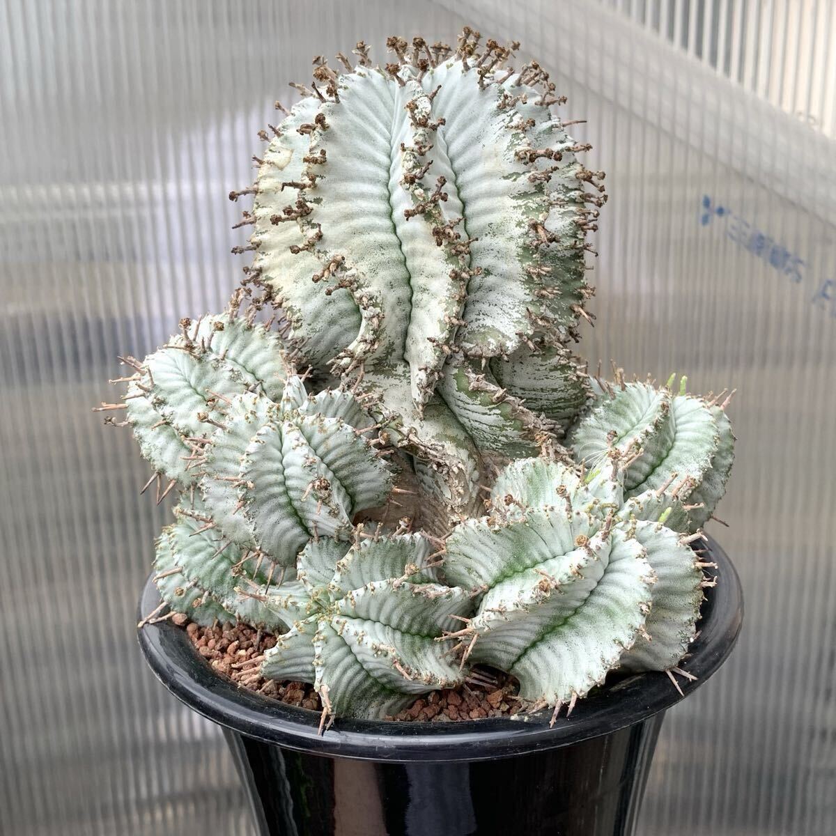 Yahoo!オークション -「スノーフレーク ポリゴナ」の落札相場・落札価格