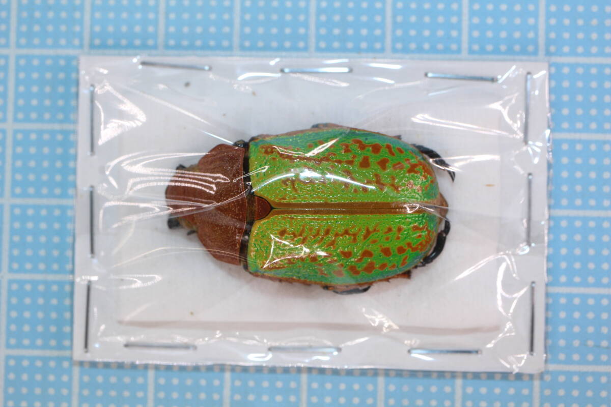 Yahoo!オークション -「ウグイス?」(虫類) の落札相場・落札価格