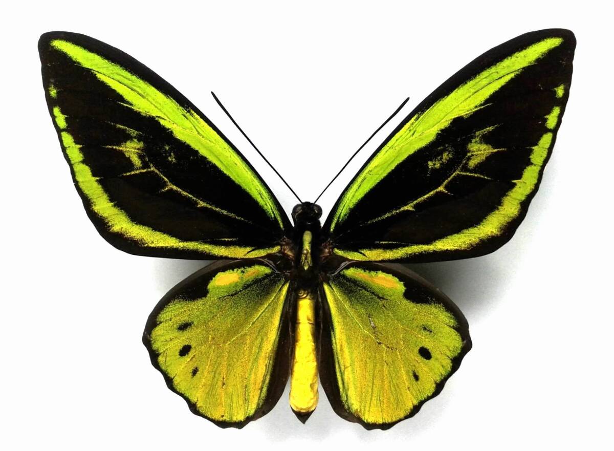 Yahoo!オークション -「メガネトリバネアゲハ」の落札相場・落札価格