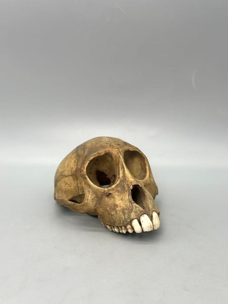 2026年最新】Yahoo!オークション -猿 頭蓋骨の中古品・新品・未使用品一覧