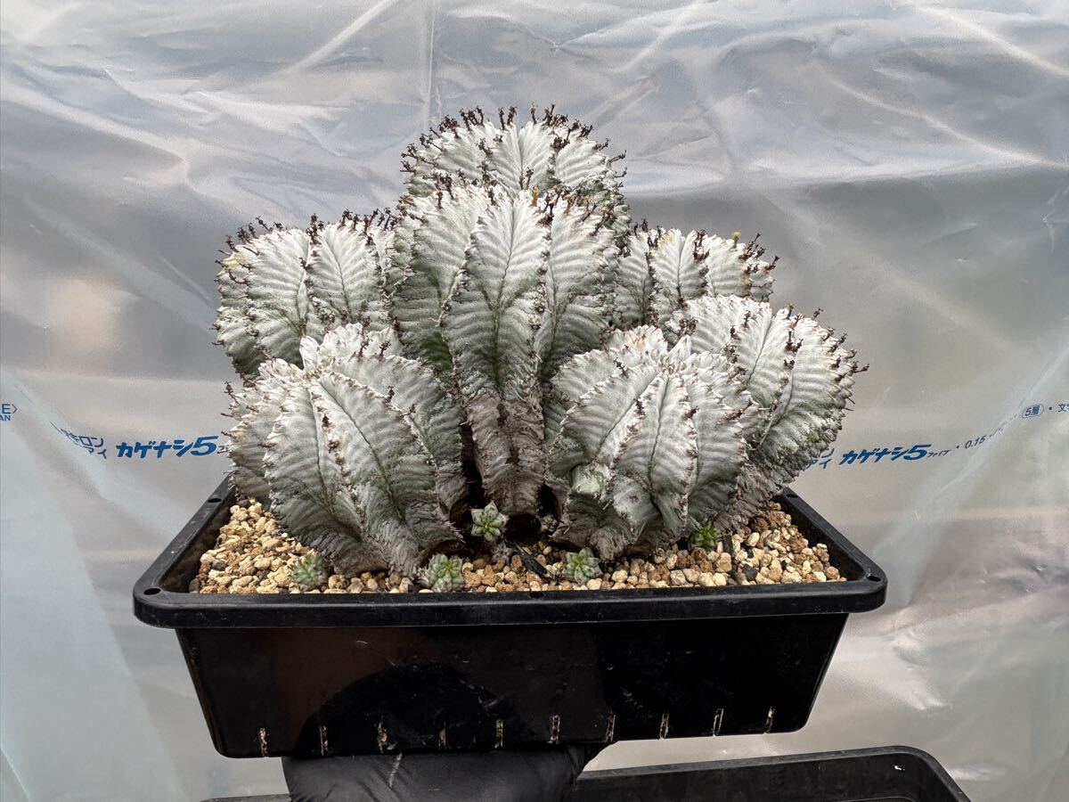 ポリゴナ スノーフレーク 検ユーフォルビア ホリダ バリダ スーパー