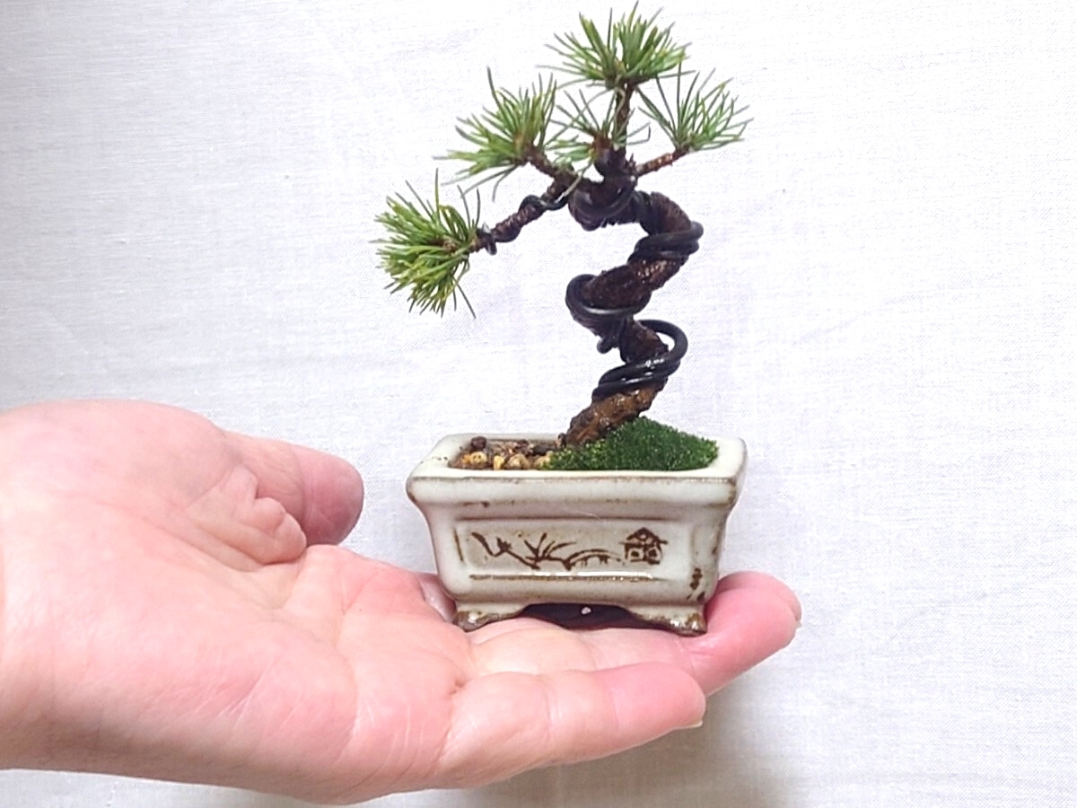 Yahoo!オークション -「五葉松 盆栽」の落札相場・落札価格