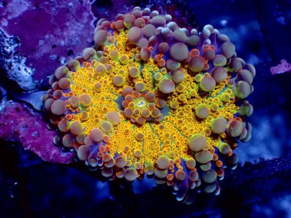 Yahoo!オークション -「レインボーコーラル」の落札相場・落札価格