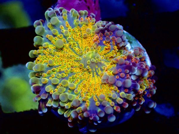 Yahoo!オークション -「レインボーコーラル」の落札相場・落札価格