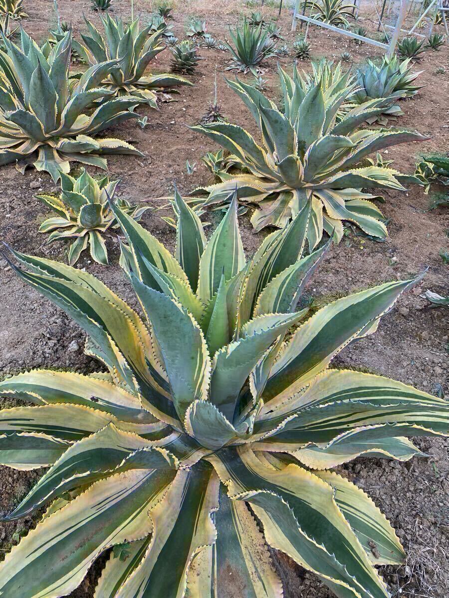 2026年最新】Yahoo!オークション -フェロックスの中古品・新品・未使用