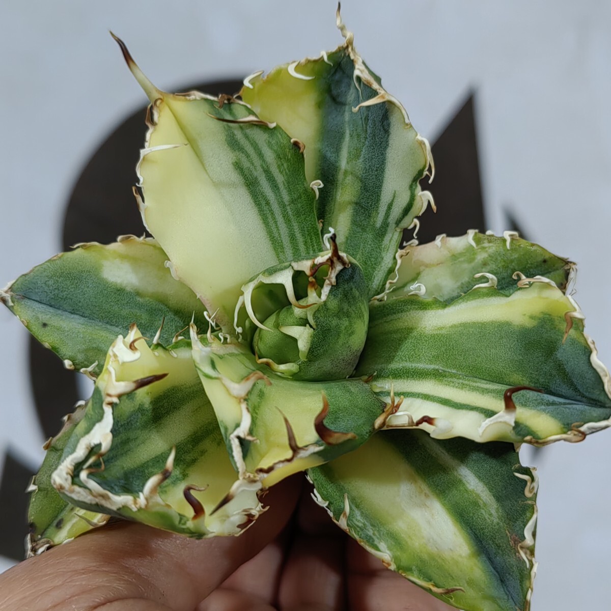 Yahoo!オークション -「アガベ 白鯨錦」の落札相場・落札価格