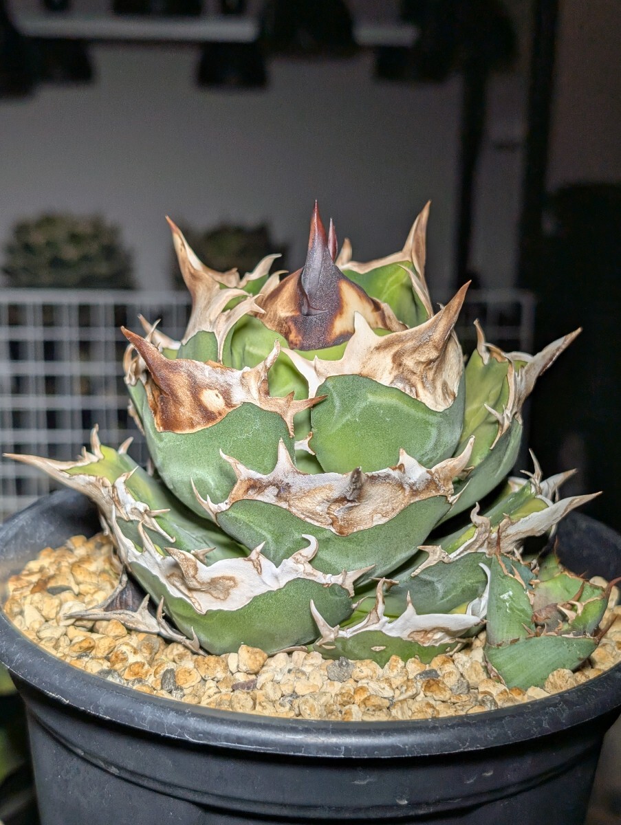 Yahoo!オークション -「アガベ チタノタハデス」の落札相場・落札価格