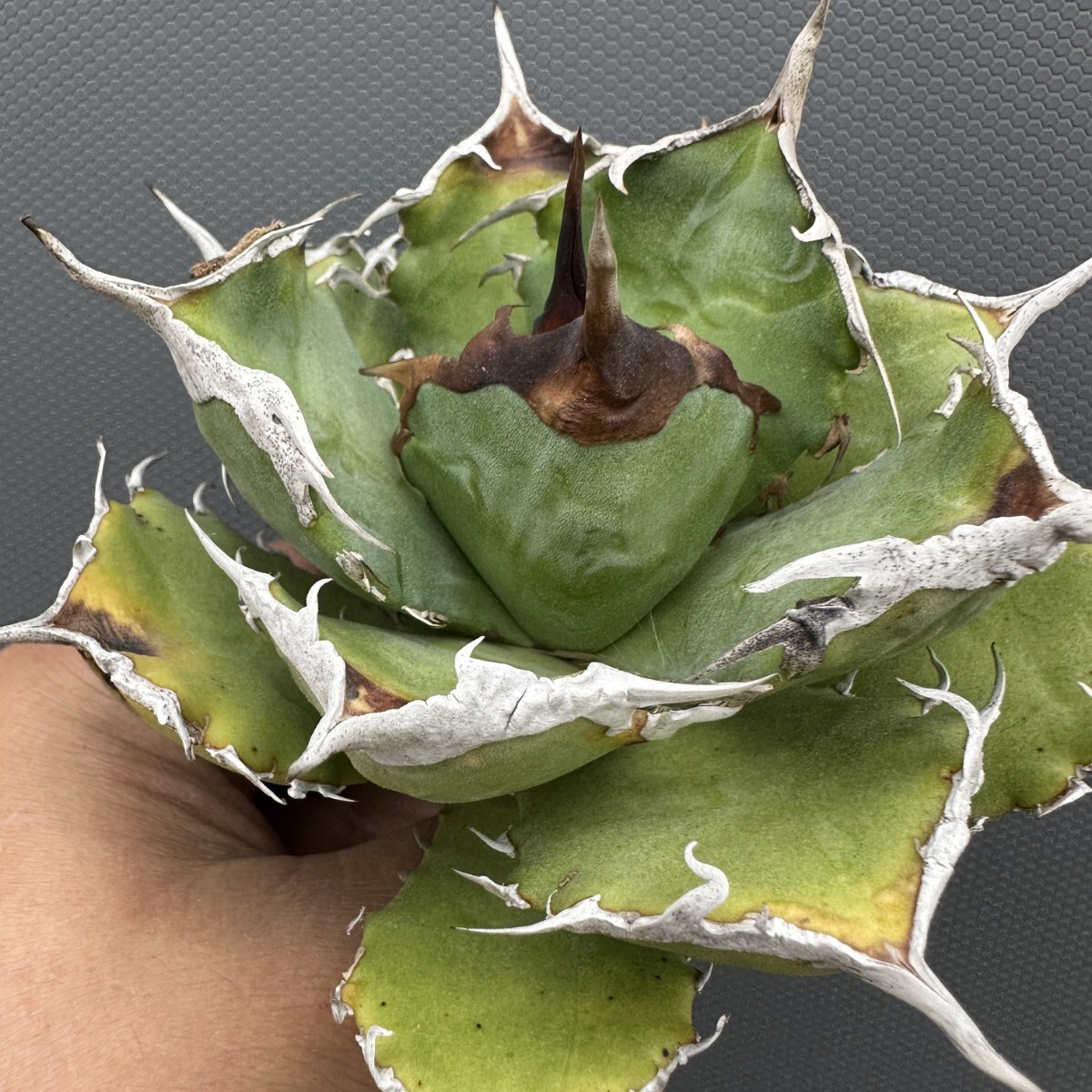 Yahoo!オークション -「アガベ チタノタ 麻花龍」(アガベ) (観葉植物