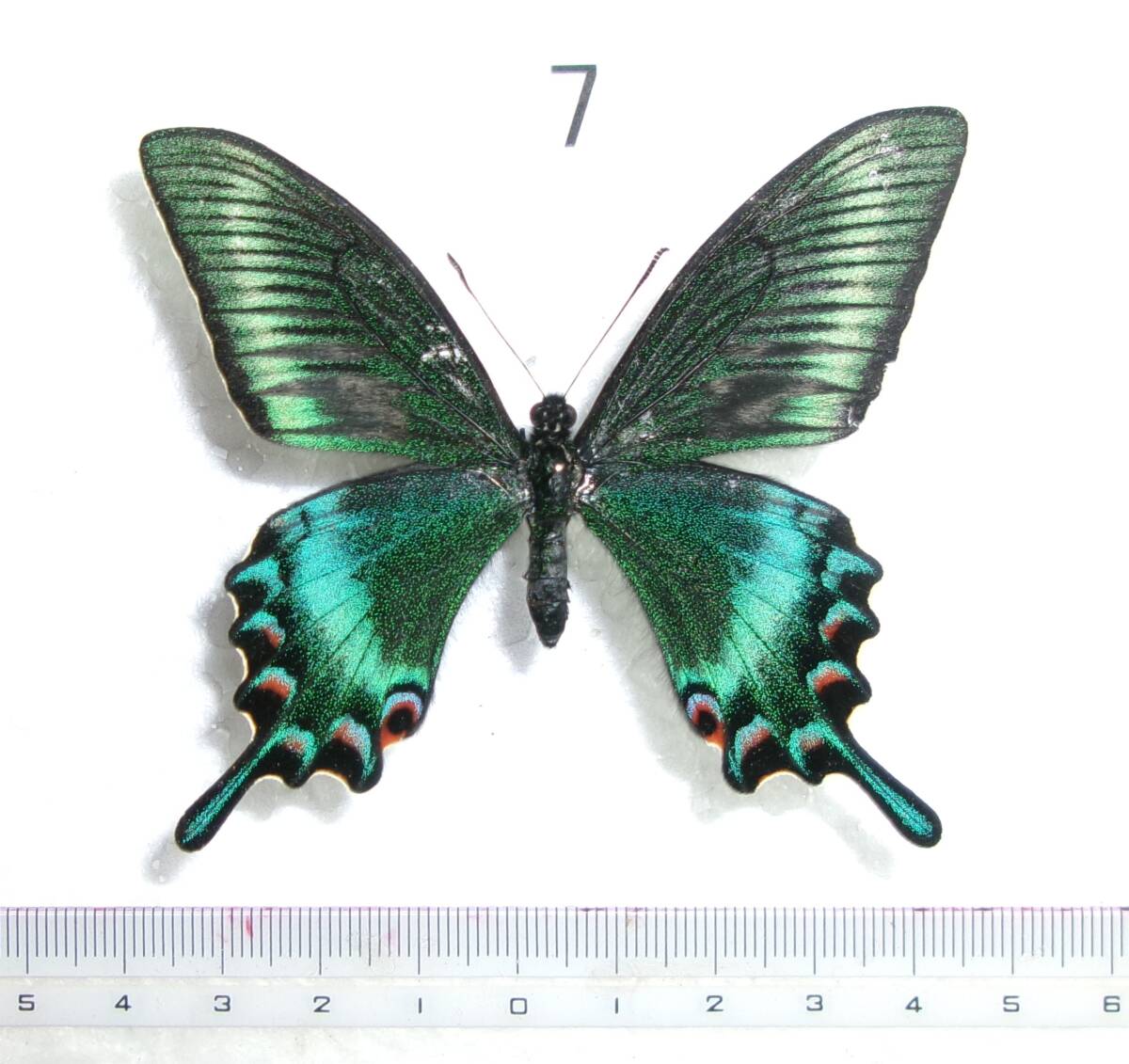 Yahoo!オークション -「蝶 標本 ミヤマカラスアゲハ」の落札相場・落札価格