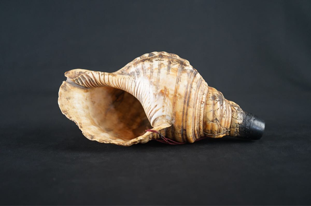 Yahoo!オークション -「山伏 法螺貝」の落札相場・落札価格