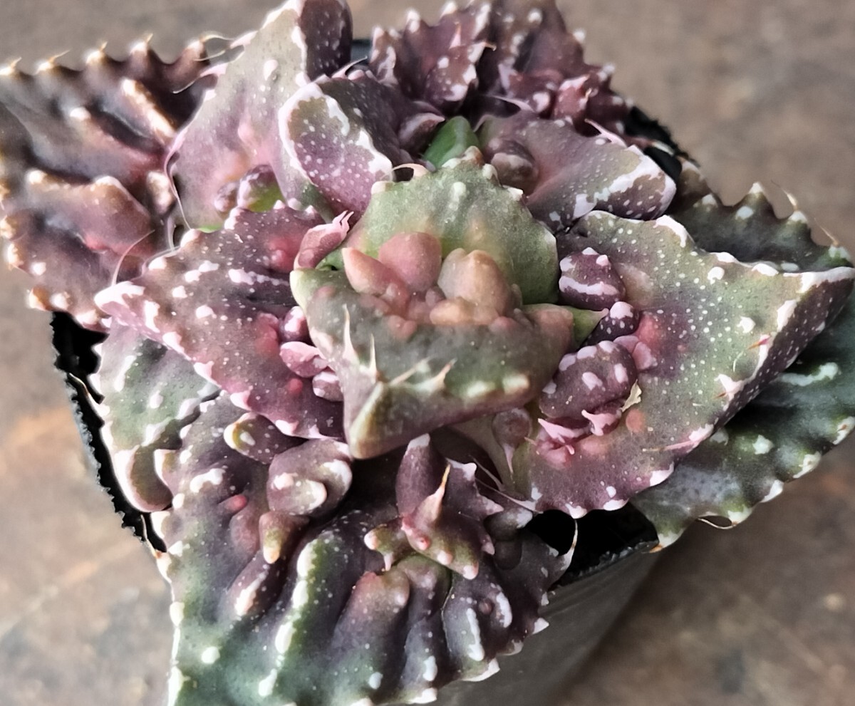 Yahoo!オークション -「フォーカリア」(観葉植物) の落札相場・落札価格