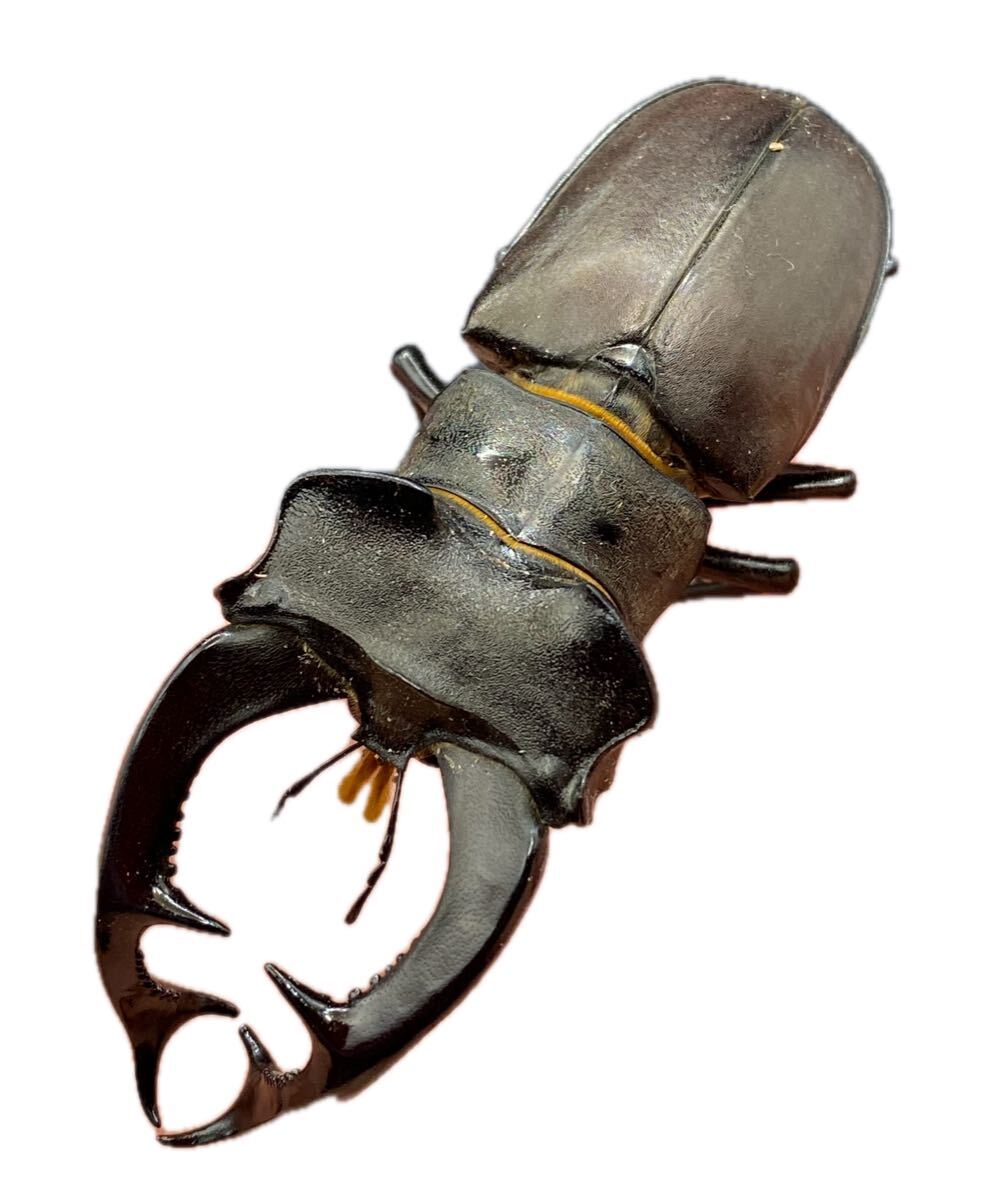 Yahoo!オークション -「ミヤマクワガタ標本」(外国産) (成虫)の落札