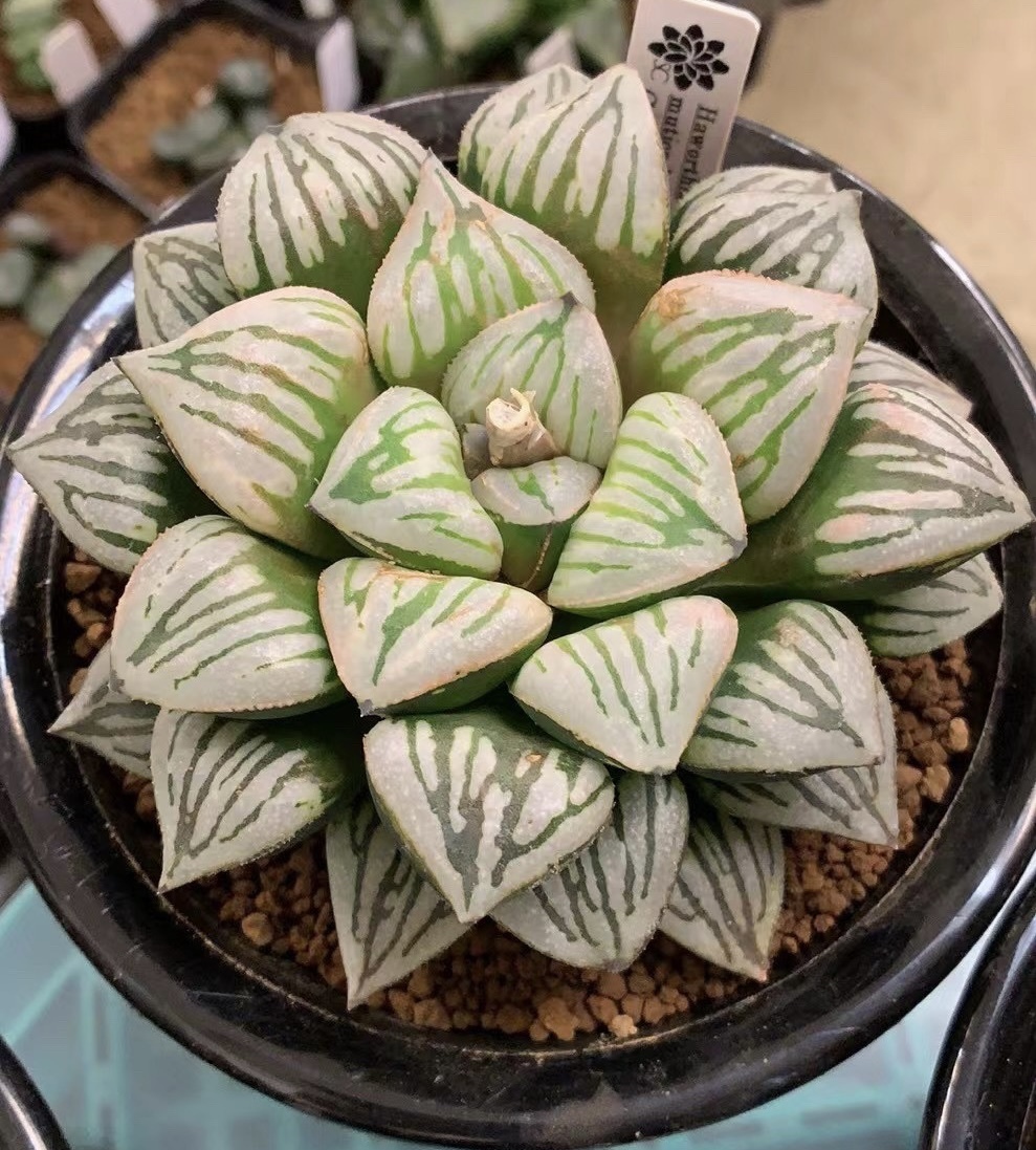 Yahoo!オークション -「ハオルチア 白蛇伝」の落札相場・落札価格