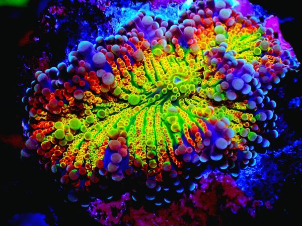 Yahoo!オークション -「レインボーコーラル」の落札相場・落札価格