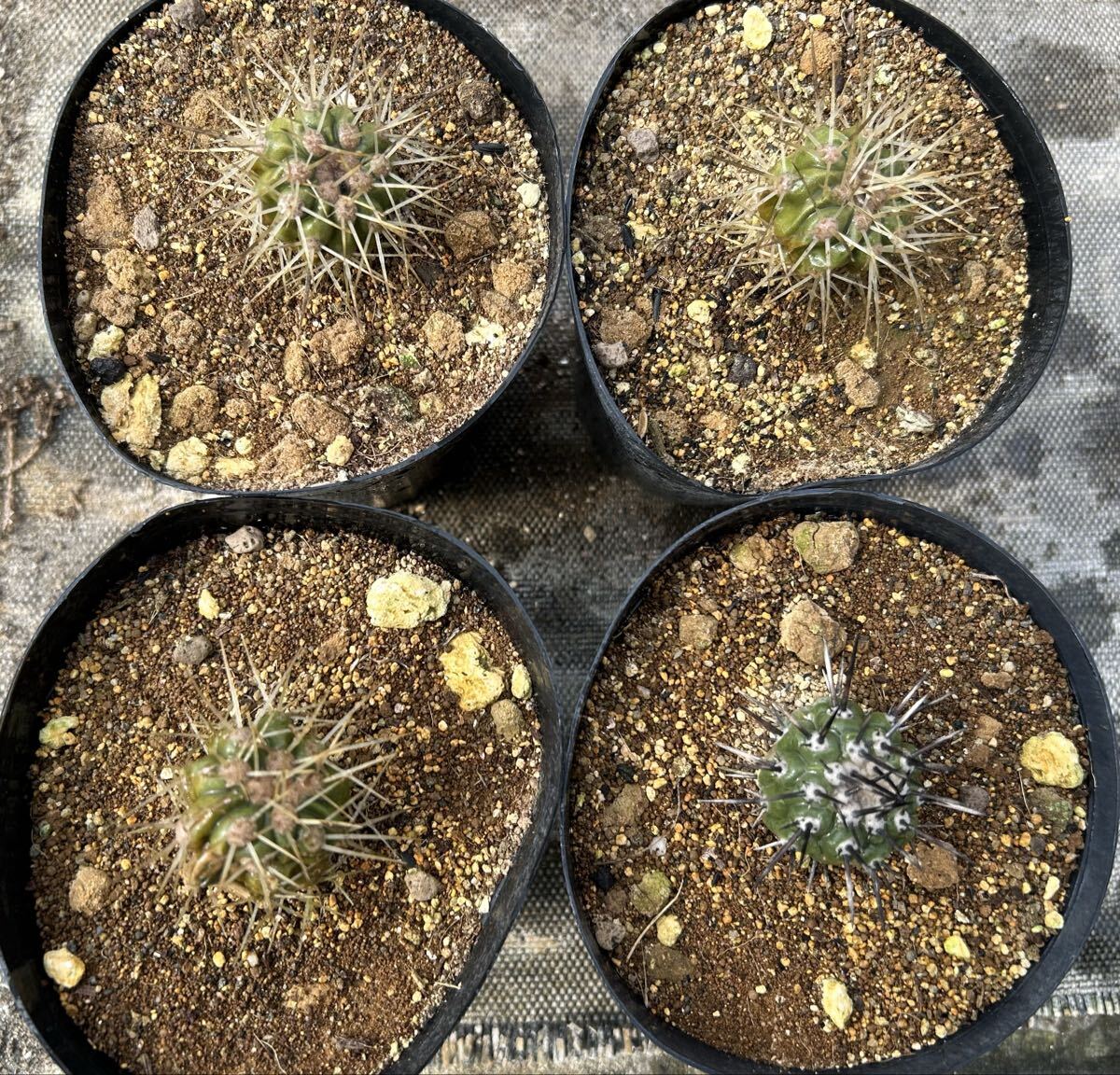 Yahoo!オークション -「黒王丸 カキコ」(観葉植物) の落札相場・落札価格