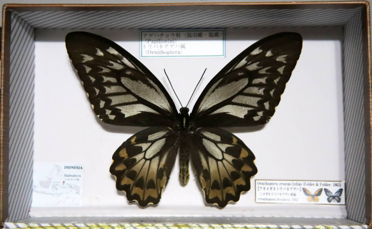 Yahoo!オークション -「メガネトリバネアゲハ」の落札相場・落札価格