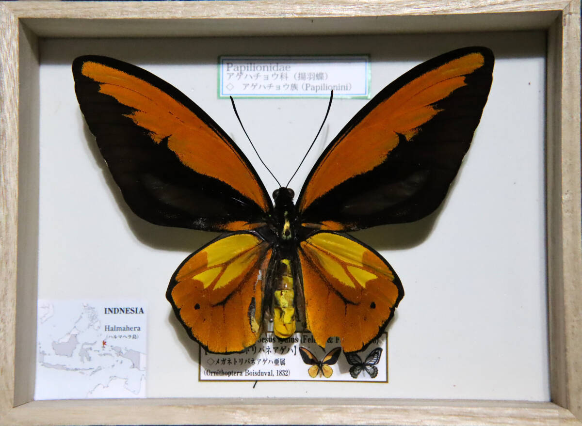 Yahoo!オークション -「標本 トリバネアゲハ」の落札相場・落札価格