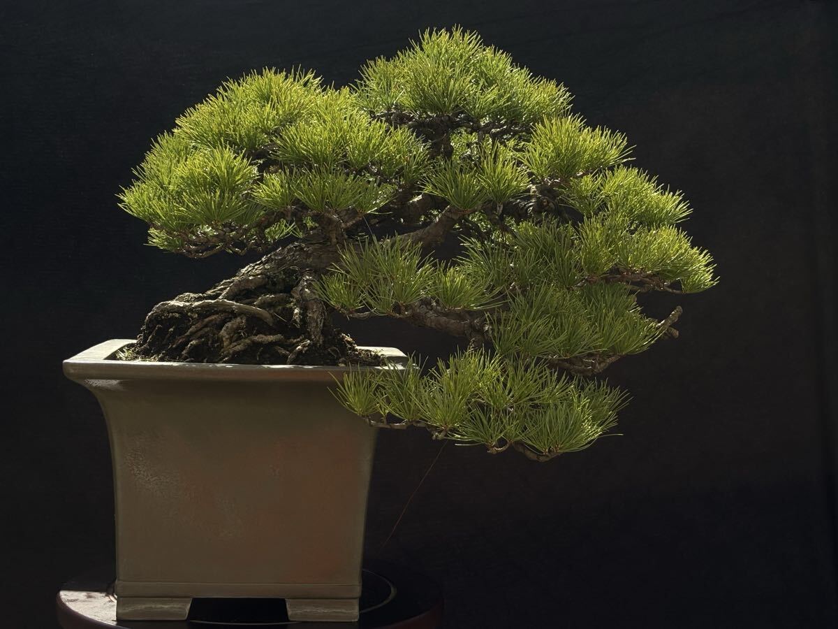 2026年最新】Yahoo!オークション -#五葉松の中古品・新品・未使用品一覧