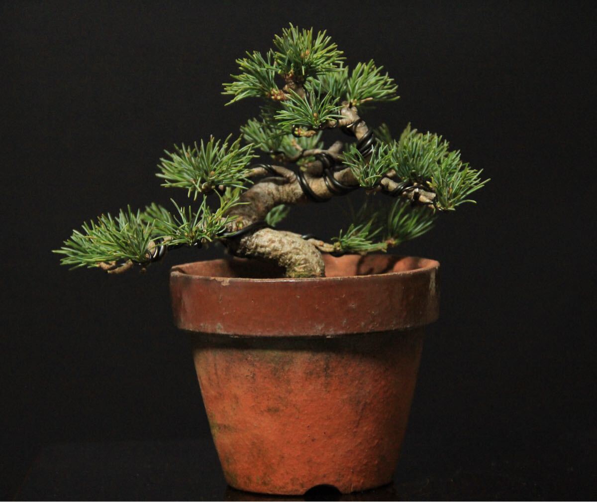 2026年最新】五葉松の盆栽で風情を楽しむ商品一覧 - Yahoo!オークション