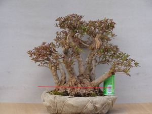 盆栽 皐月のYahoo!オークション(旧ヤフオク!)の相場・価格を見る