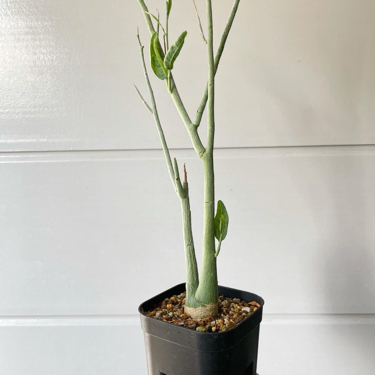 Yahoo!オークション - 実生 アデニア ペチュエリー Adenia Pechuelii