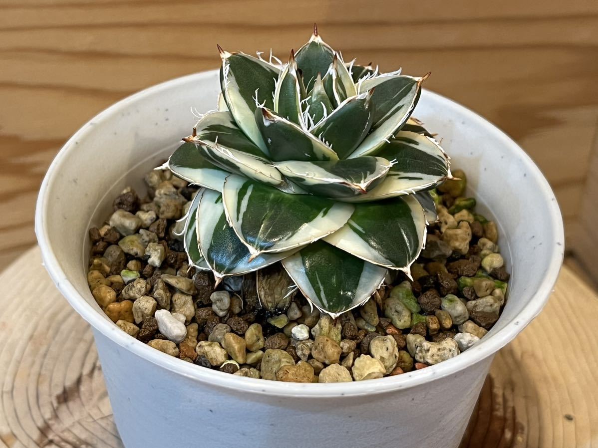 Yahoo!オークション - アガベピンキー 王妃 笹の雪A型白覆輪 Agave fi