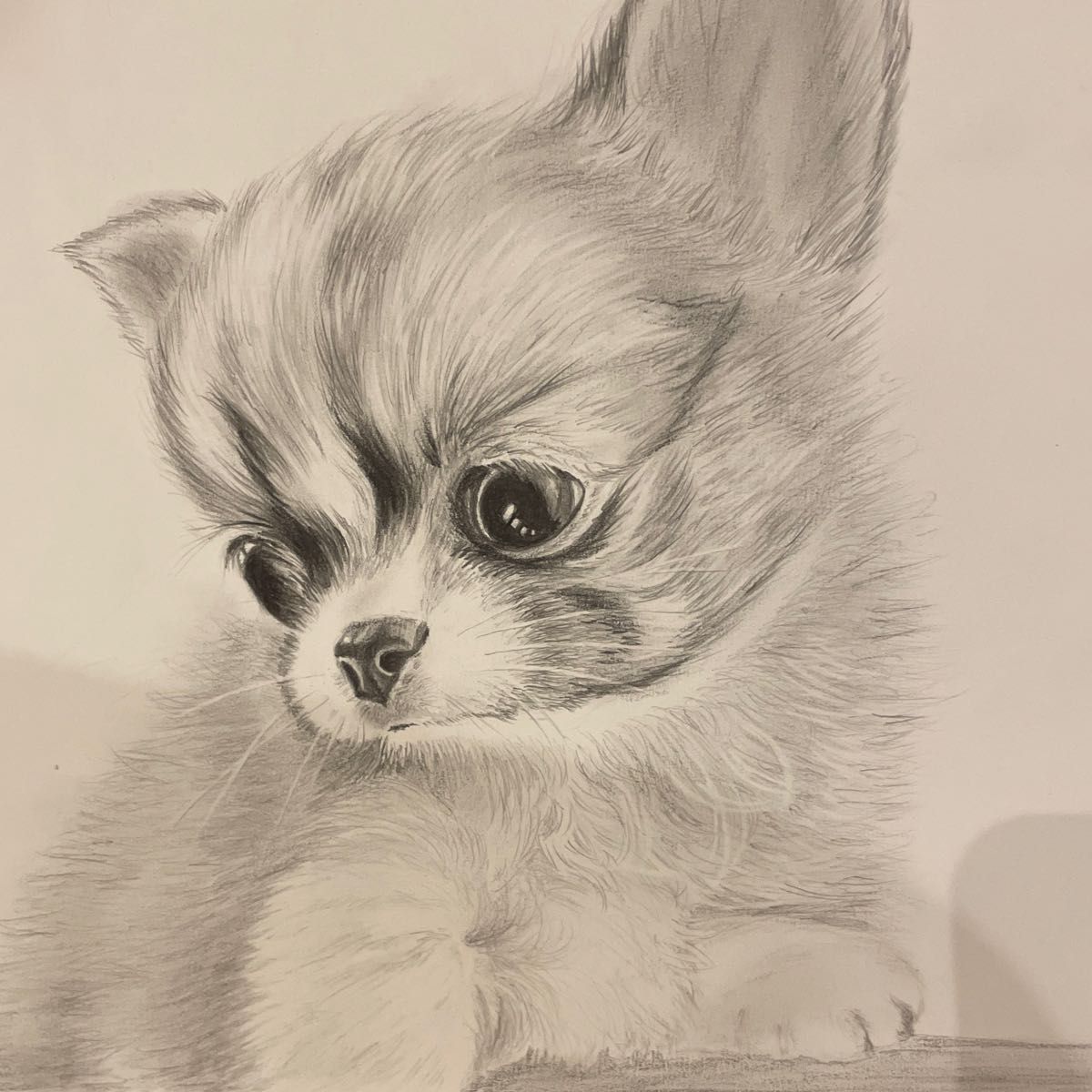 A5 子犬 チワワ 鉛筆画 原画｜Yahoo!フリマ（旧PayPayフリマ）
