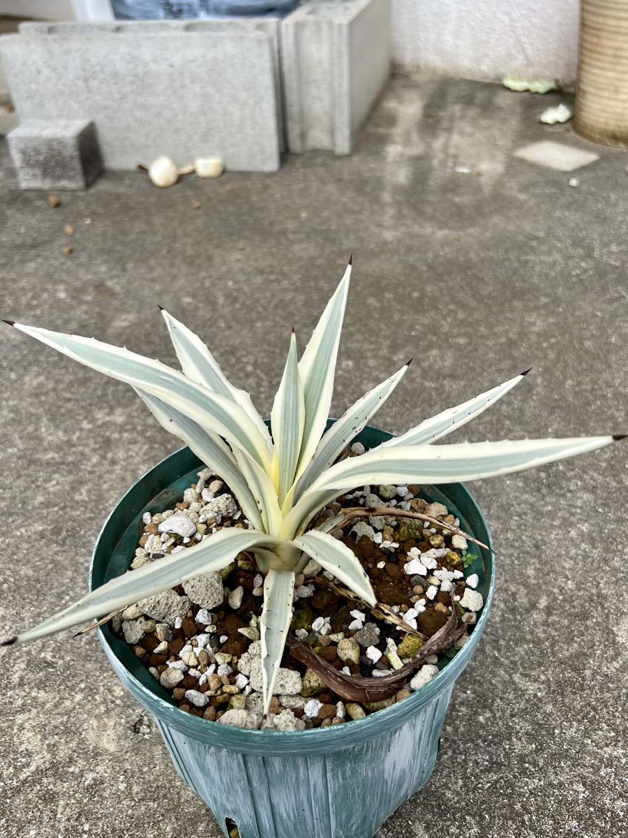 Yahoo!オークション - アガベ ミルキー ホワイト Agave Angustifolia M