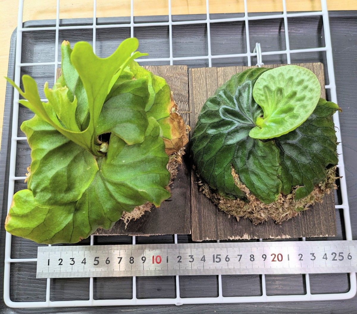 ビカクシダ リドレイ マダガスカリエンセ｜Yahoo!フリマ（旧PayPayフリマ）