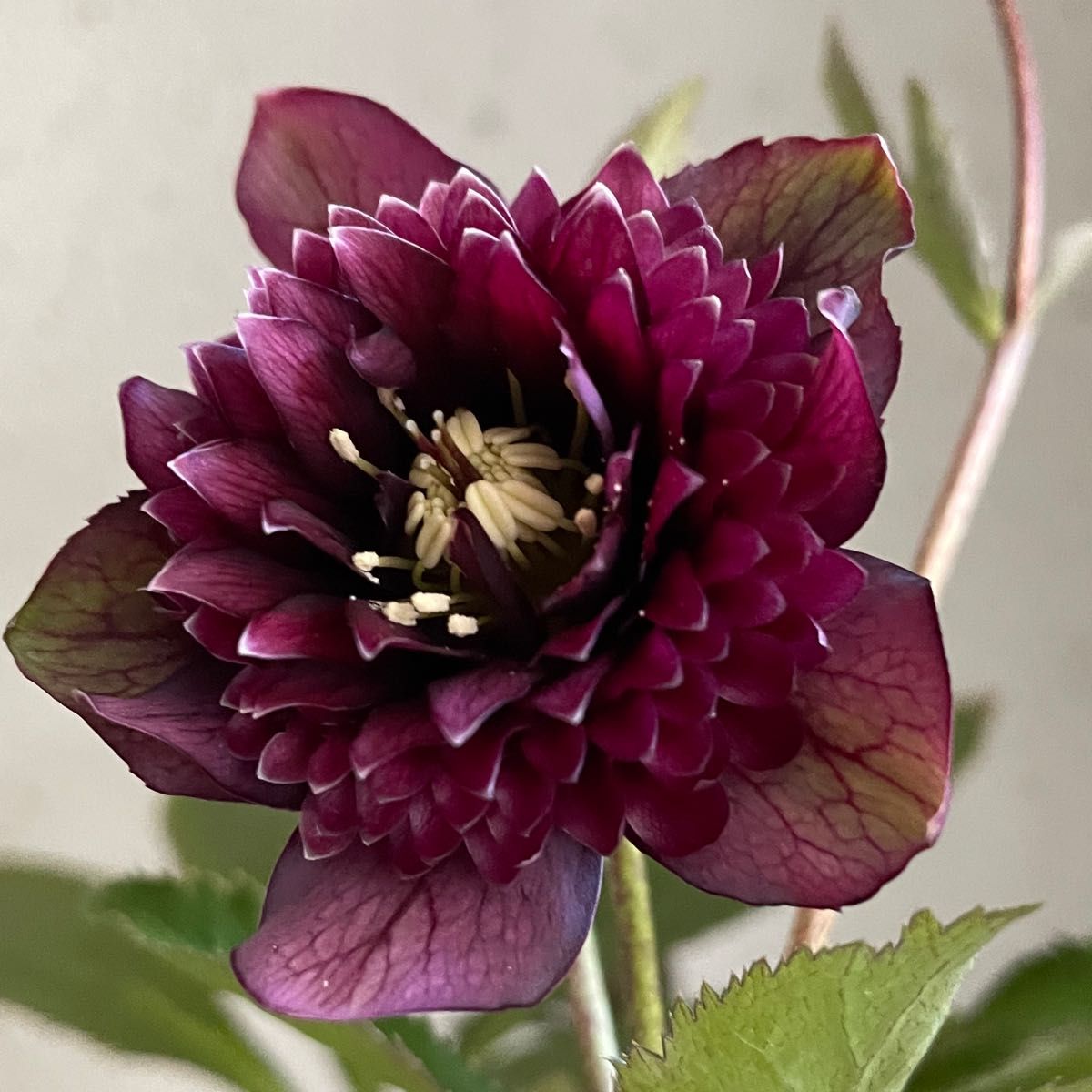 の*ん様 ☘️蕾付き☘️3368⭐️ダーク クレオパトラ⭐️広瀬園芸