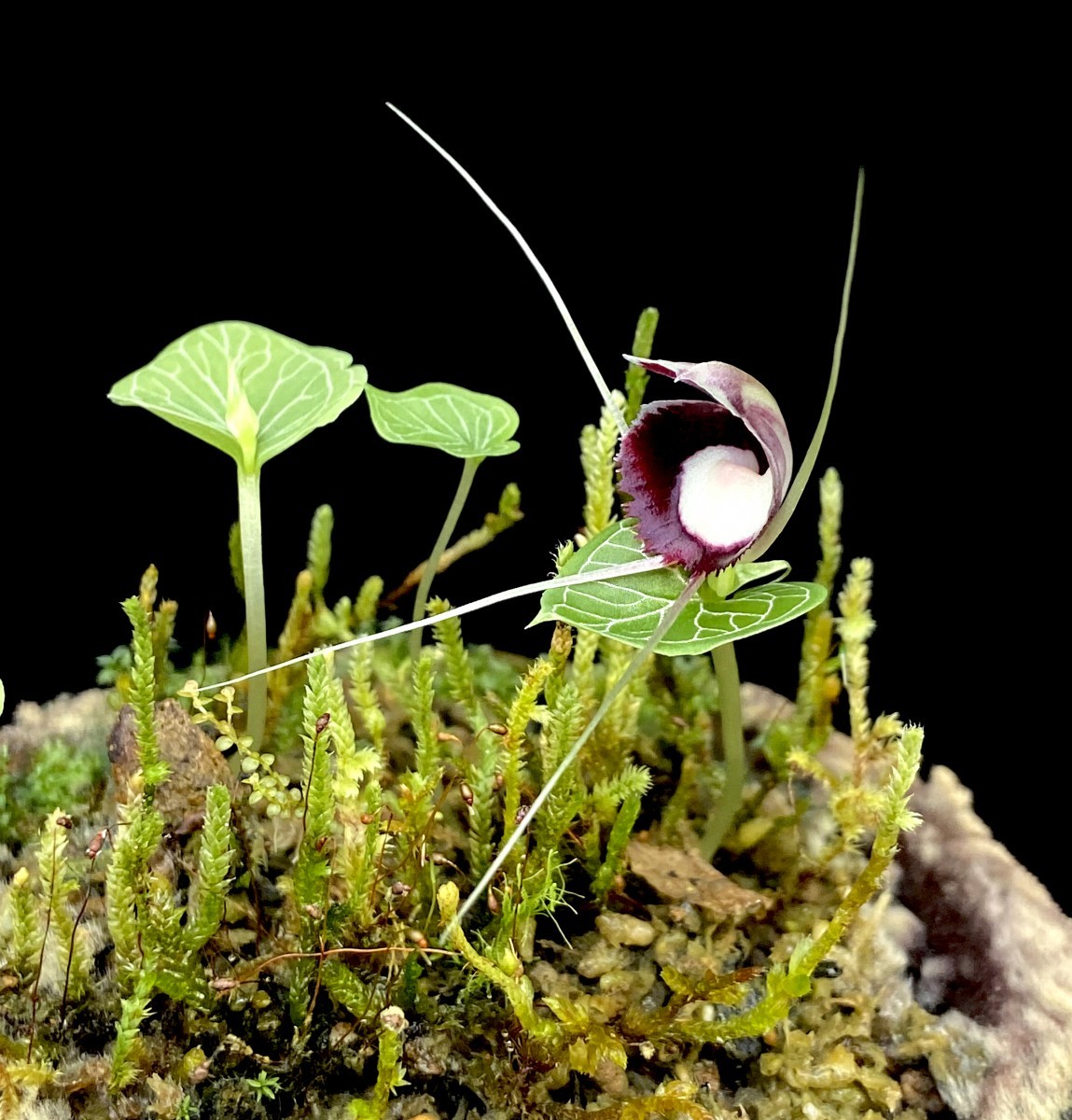 Yahoo!オークション - 洋蘭原種 (711) 人気のコリバス Corybas pictus