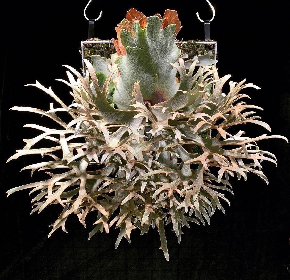 Y*s様 ◇ P.Willinckii 'OMG' spore（O-009） ☆ P. willinckii 'OMG