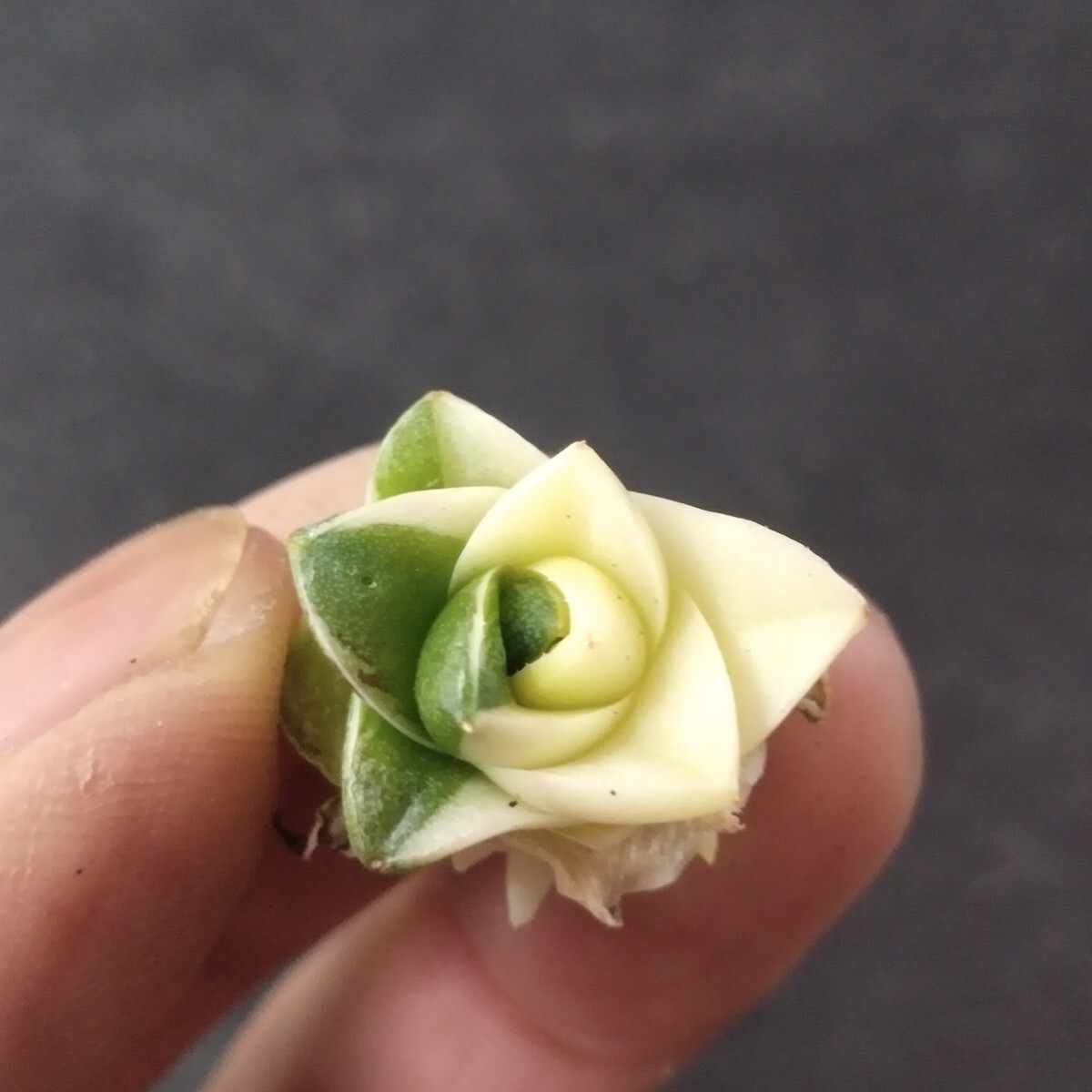 Yahoo!オークション - AS694アガベ ピンキー 王妃笹の雪A型 白覆輪斑