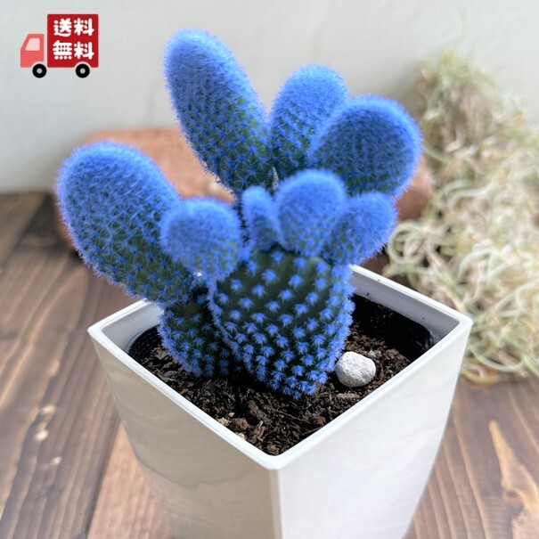 Yahoo!オークション - 『ブルーのバニーカクタス』かわいい サボテン