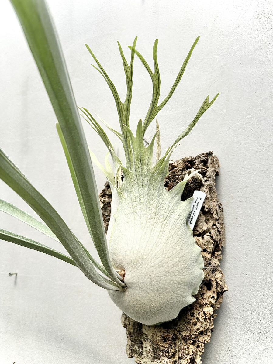 Yahoo!オークション - P. veitchii wild (vp#3) ビカクシダ【vandaka】