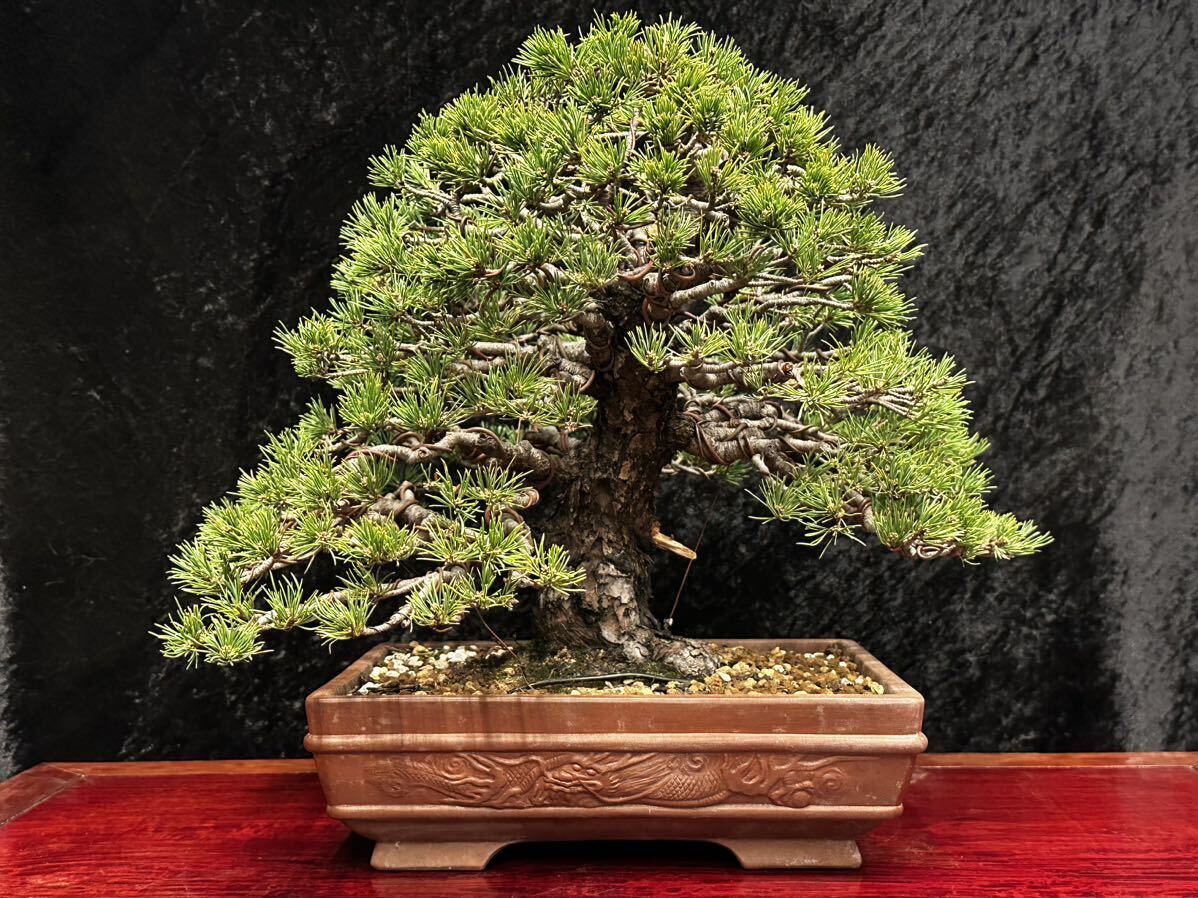 Yahoo!オークション - 五葉松 瑞祥 30センチ ' 中品盆栽 ' 太幹 ' 模様