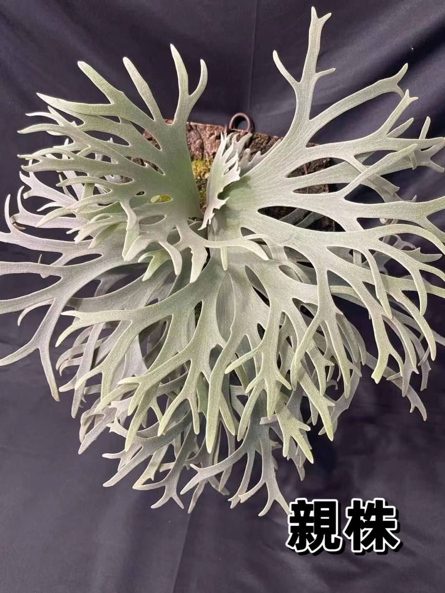 xwj 様専用 セール品 ビカクシダ P willinckii 'Jewel' spore｜Yahoo