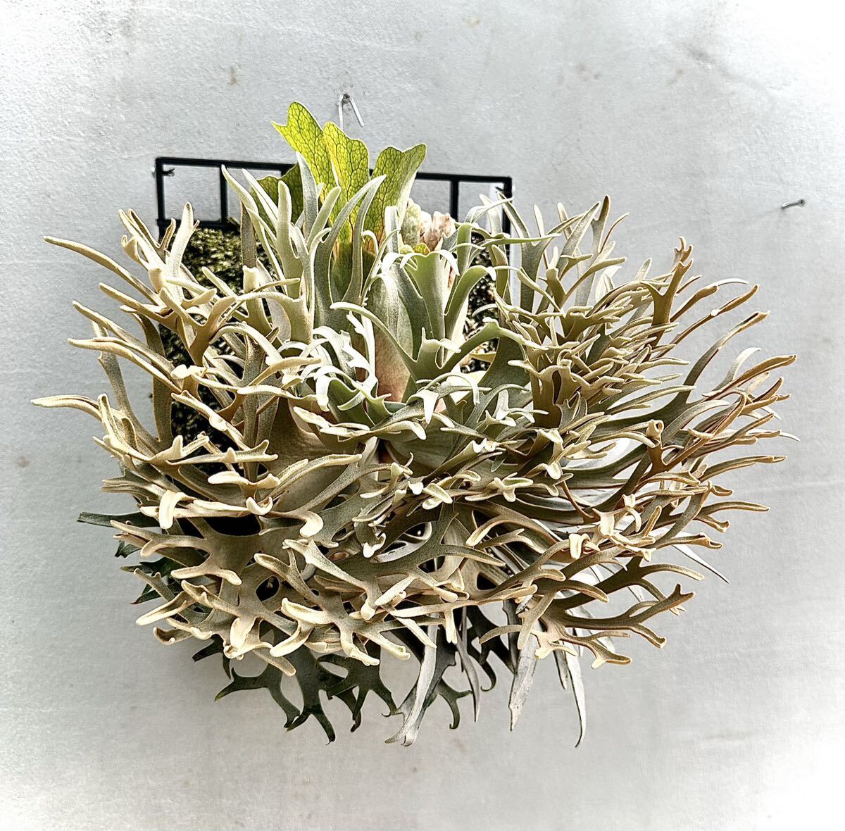 Yahoo!オークション - P. willinckii 'Golden Boy' spore grown 金童【