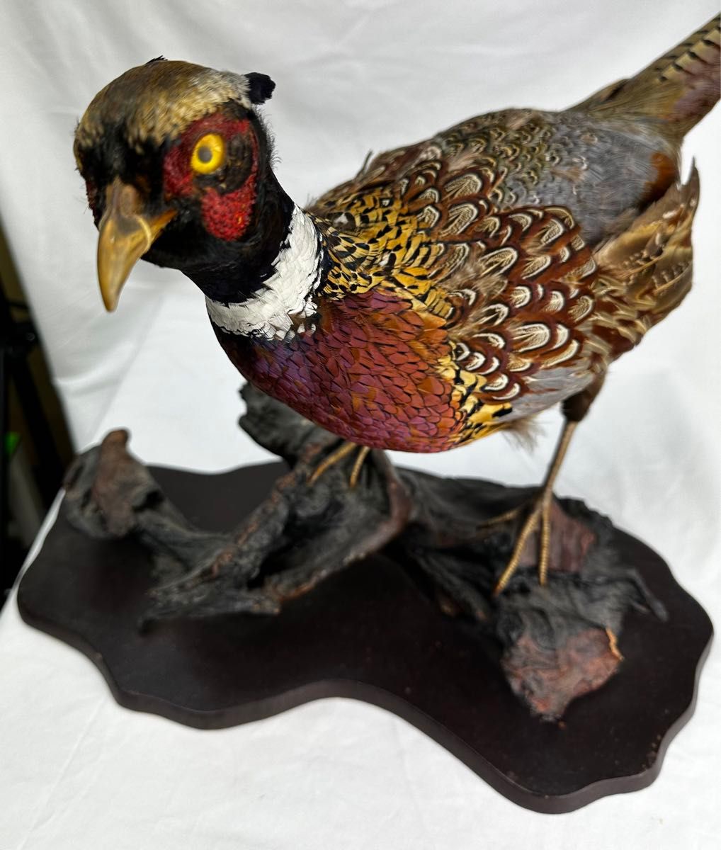 雉キジの剥製 置き物 昭和レトロ 鳥｜Yahoo!フリマ（旧PayPayフリマ）