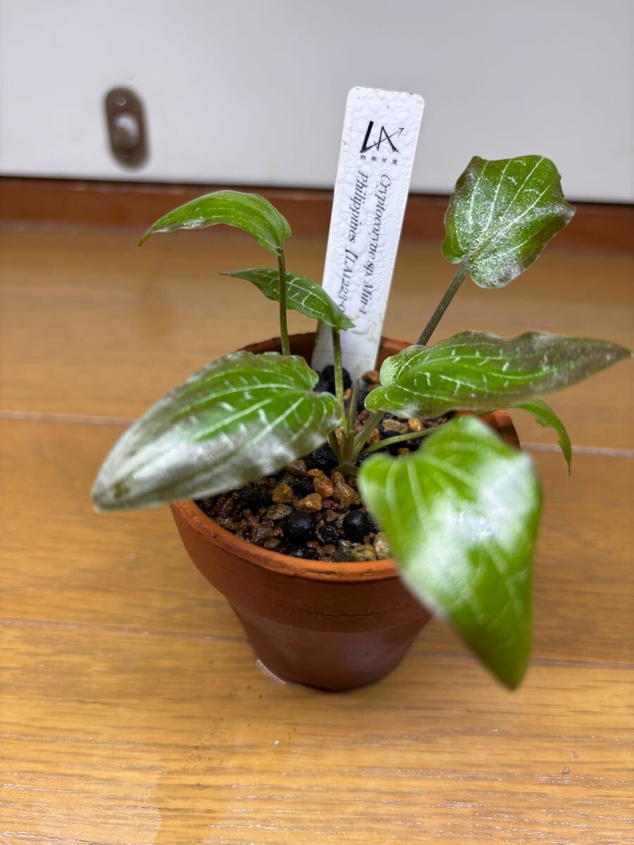 Yahoo!オークション - 正規タグ付き LA便 Cryptocoryne sp.Min-1 Phili