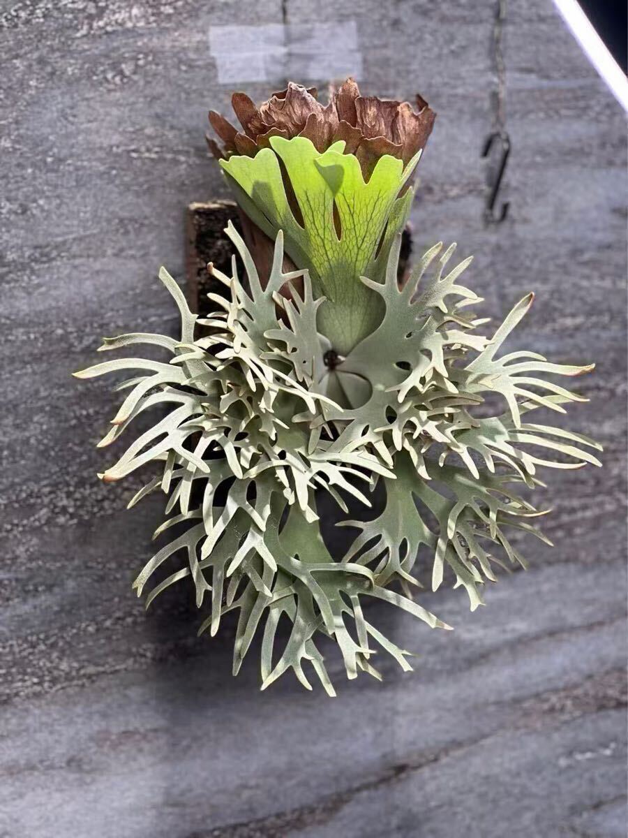 Yahoo!オークション - 1ビカクシダ Platycerium 台湾輸入株 タグ付き