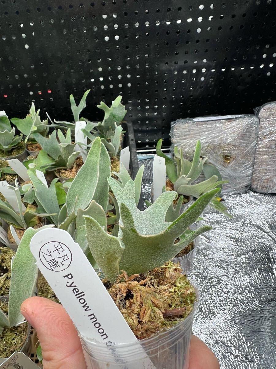 Yahoo!オークション - 1ビカクシダ Platycerium 台湾輸入株 タグ付き