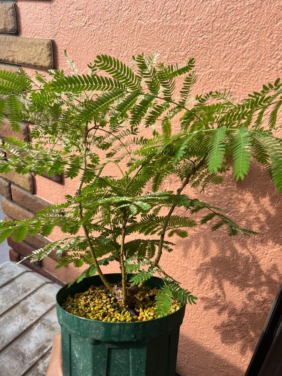 エバーフレッシュ斑入り（激レア）｜Yahoo!フリマ（旧PayPayフリマ）